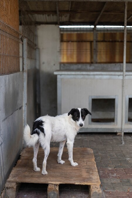 Adopter Tamara