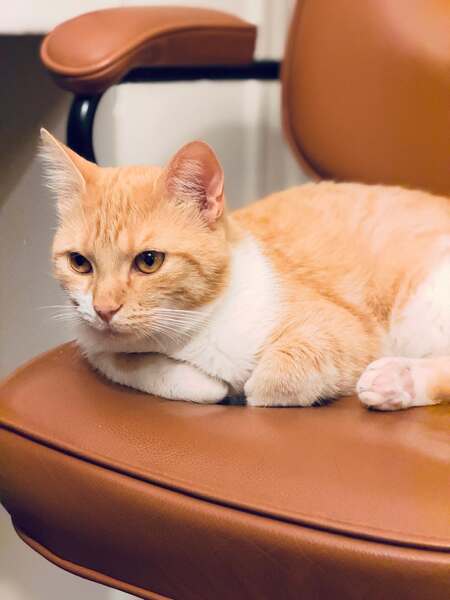 Adopter Harry