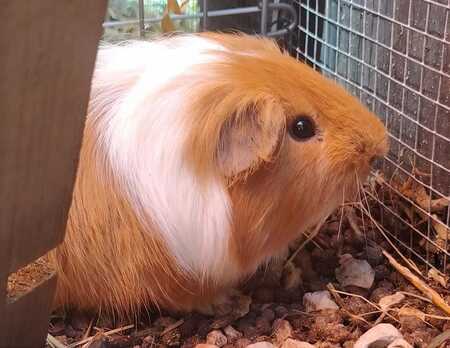 Adopter Saba