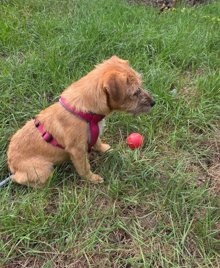 Adopter Kuno