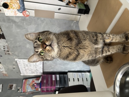 Adopter Yumi