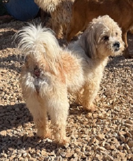 Adopter Juno