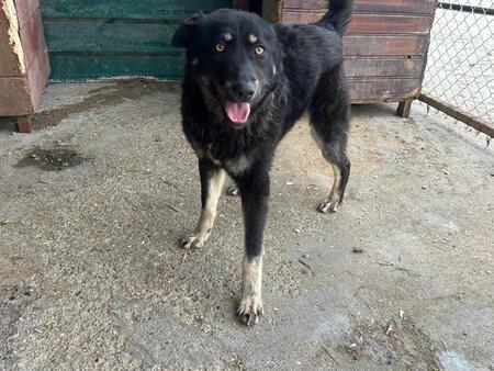 Adopter Feli