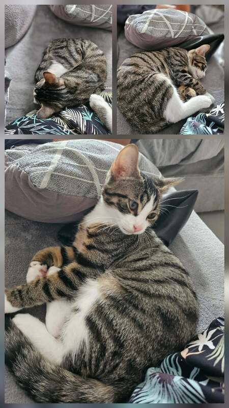 Adopter BISCUIT