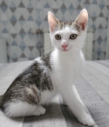 Adopter Mio et Nils