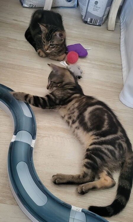 Adopter Bono