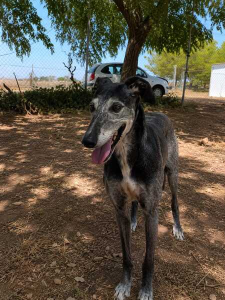 Adopter Camaron