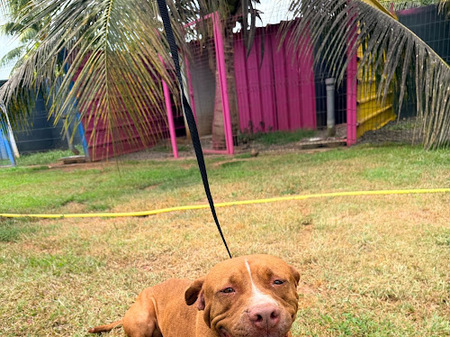 Adopter Starlett
