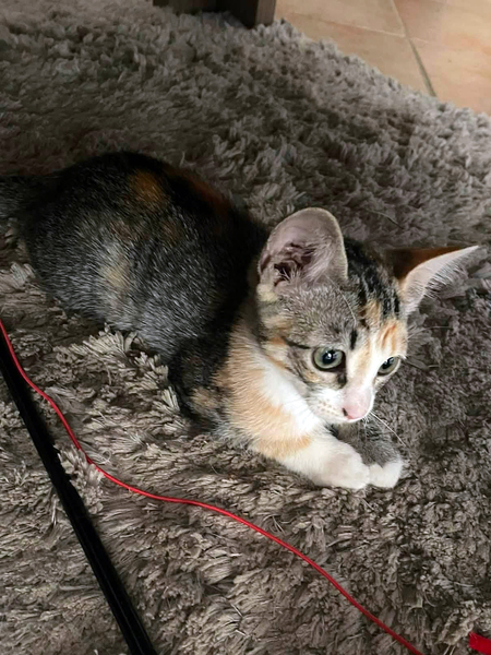 Adopter CLOE