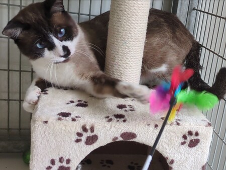Adopter Aime