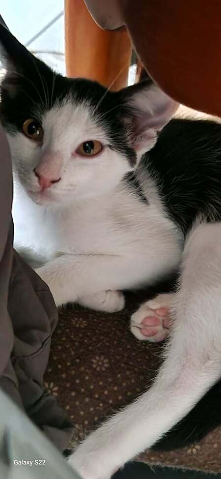 Adopter Suchi et Grisou