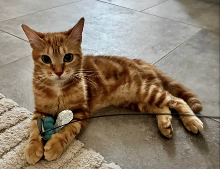 Adopter COGNAC 