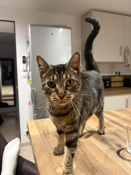 Adopter Pandora