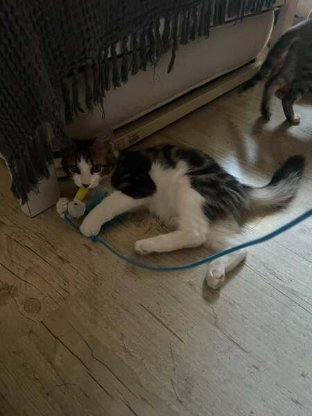 Adopter Blini et Bond