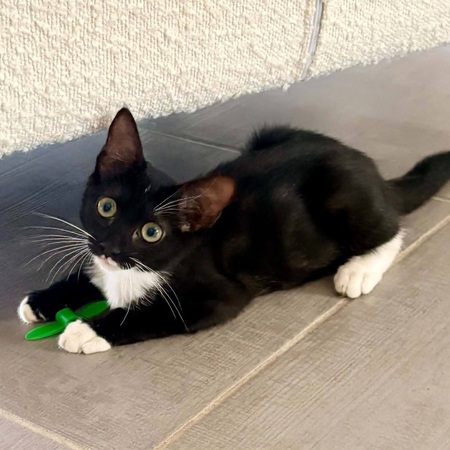 Adopter NINA
