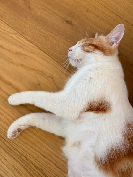 Adopter Betty