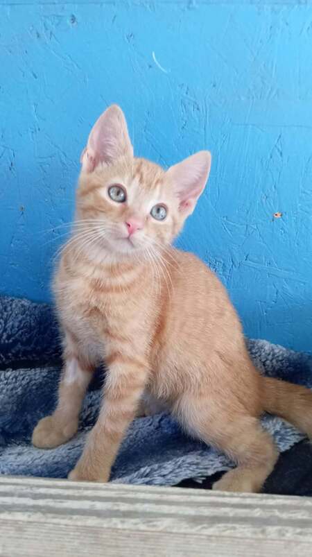 Adopter Bisou