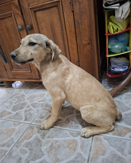 Adopter Iluma