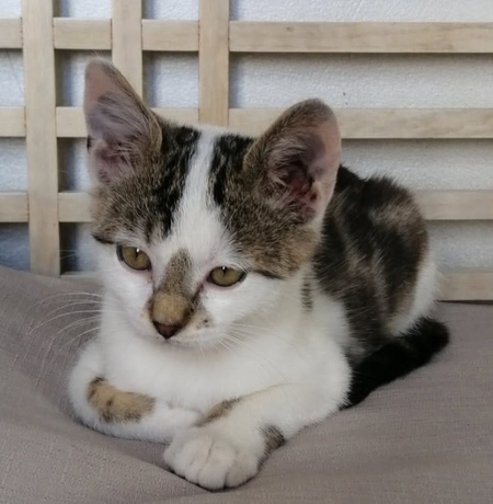 Adopter Bilbao 