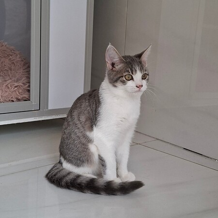 Adopter BUSTER
