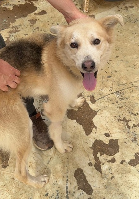 Adopter Cumpa