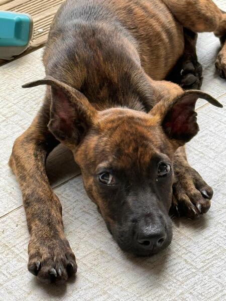 Adopter Syrius
