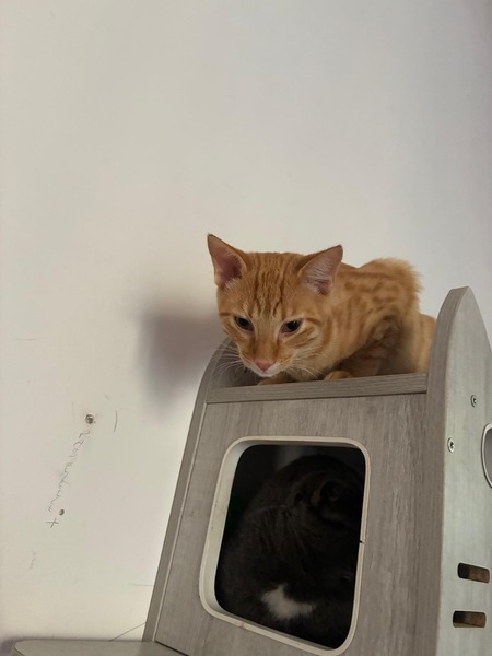 Adopter Chai