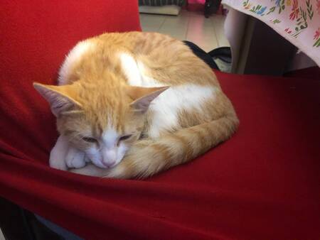 Adopter Dyna