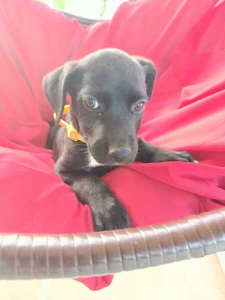 Adopter Ywa
