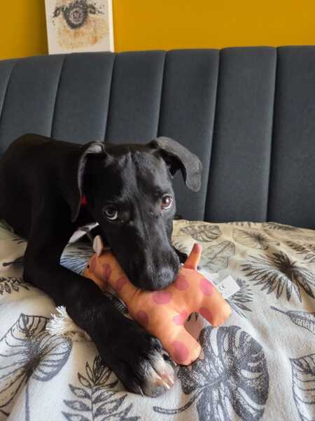 Adopter Mimi