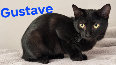 Adopter Gustave la Glue