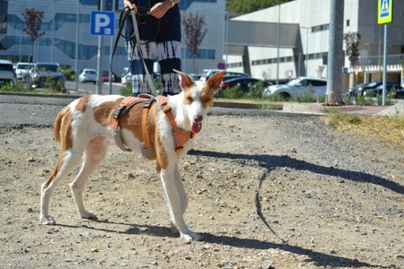 Adopter Orza