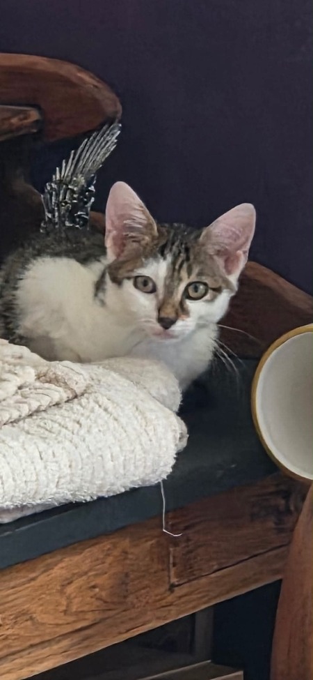 Adopter BOUILLOTTE