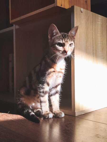 Adopter Boulie