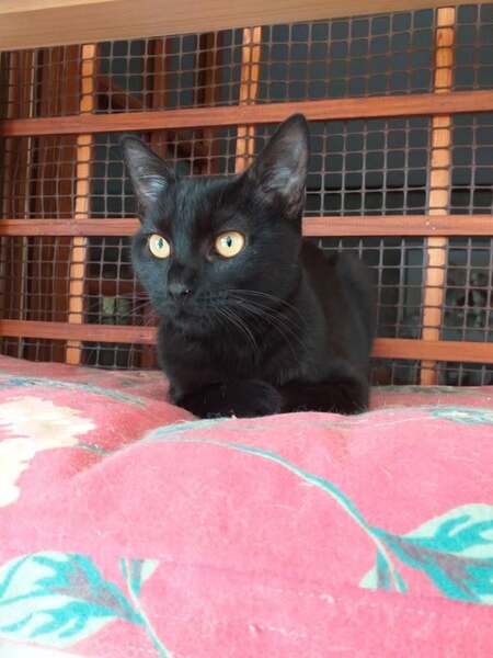 Adopter Belva