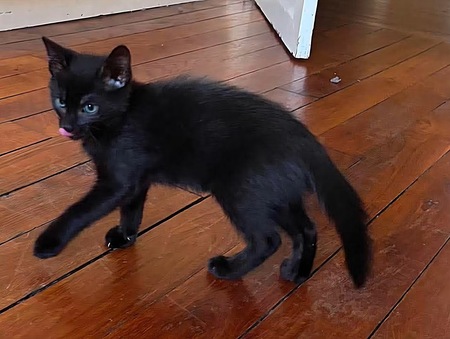 Adopter Doson 