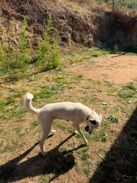 Adopter Elfe
