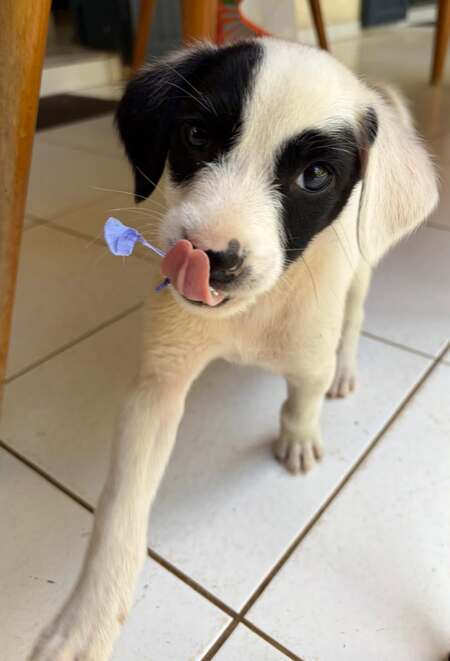Adopter Billy