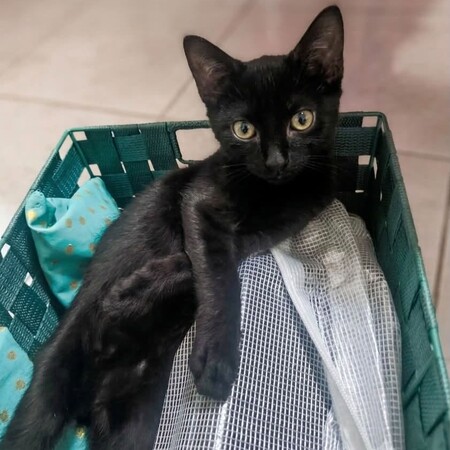 Adopter STELLA