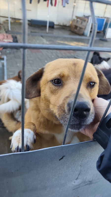 Adopter Eros