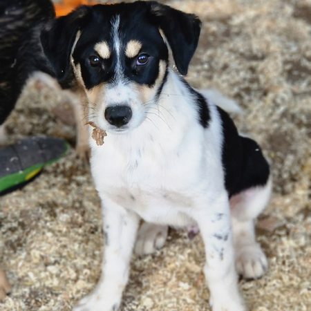 Adopter BOSS
