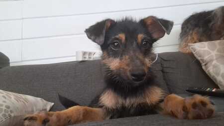 Adopter california