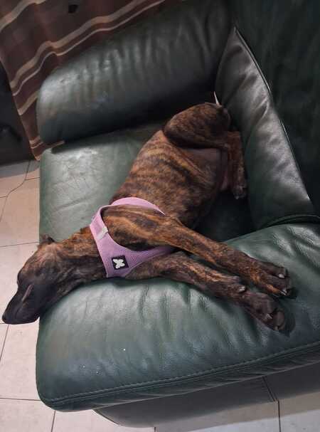 Adopter Stormy 