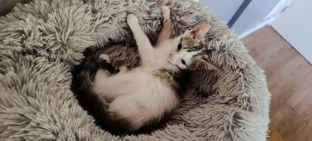 Adopter Bacardi