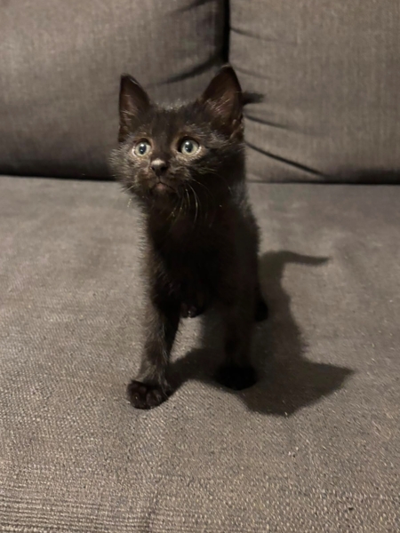 Adopter Luther