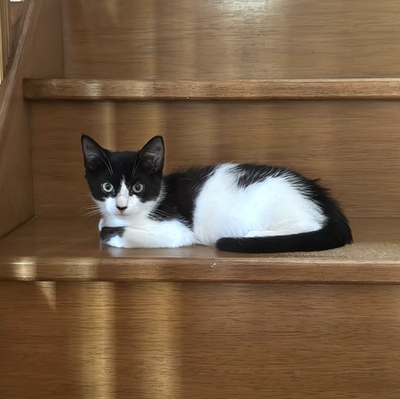 Adopter Pépito