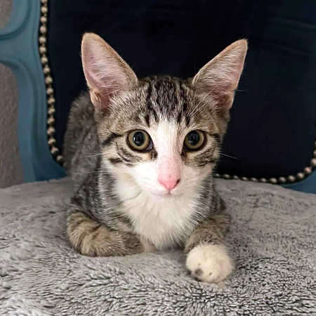 Adopter OLYMPE