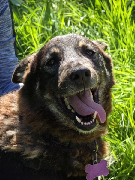 Adopter Bonnie