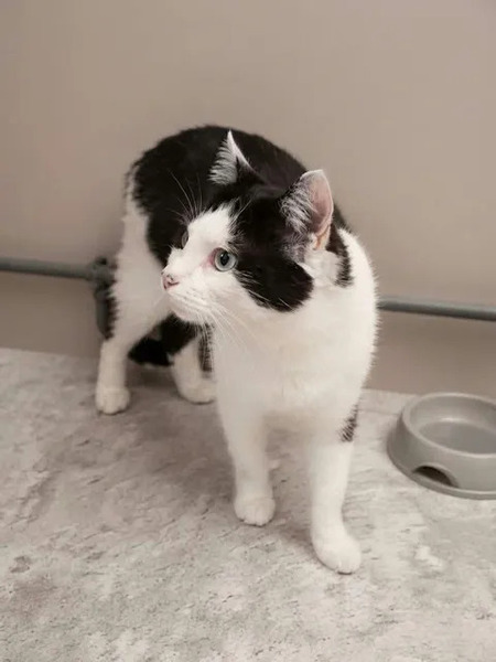 Adopter Felix
