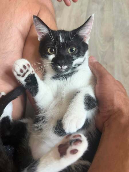 Adopter BRUME
